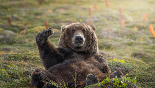 KATMAI NAP