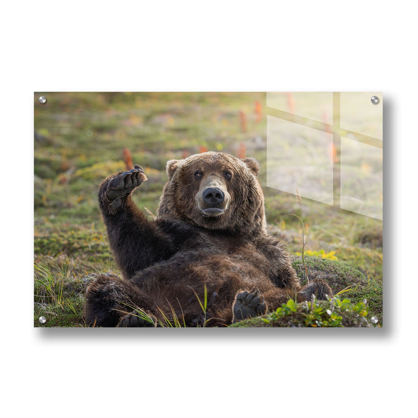 KATMAI NAP