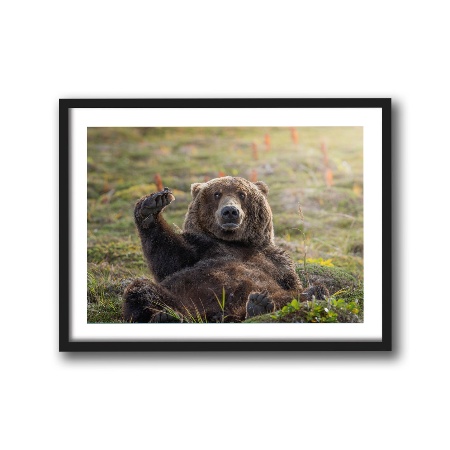 KATMAI NAP