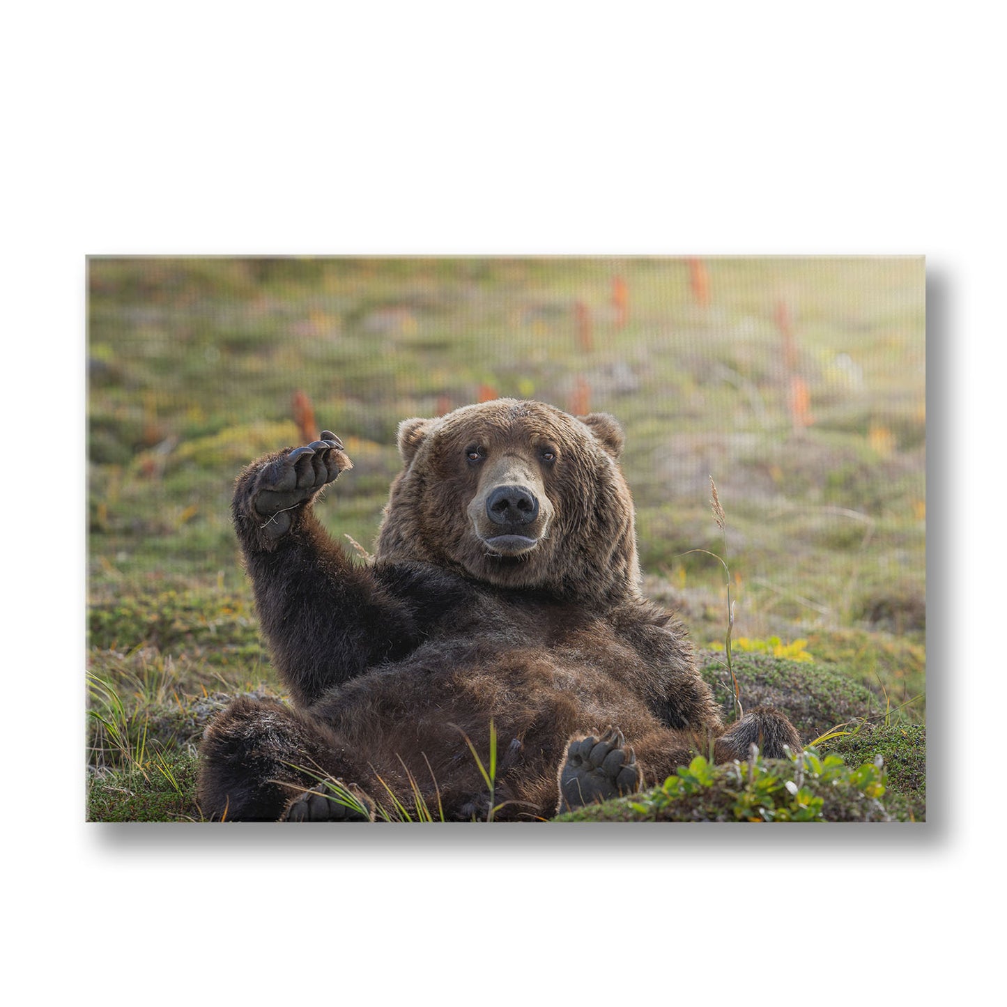 KATMAI NAP