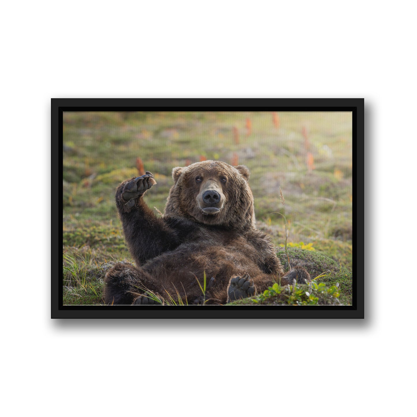 KATMAI NAP