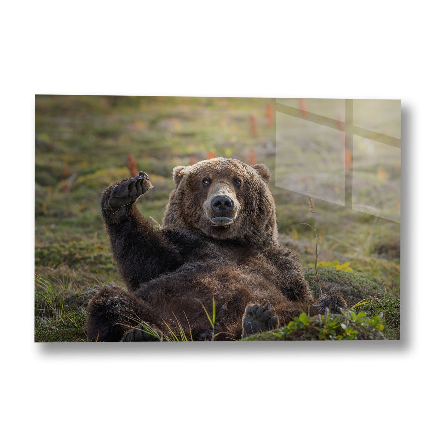 KATMAI NAP