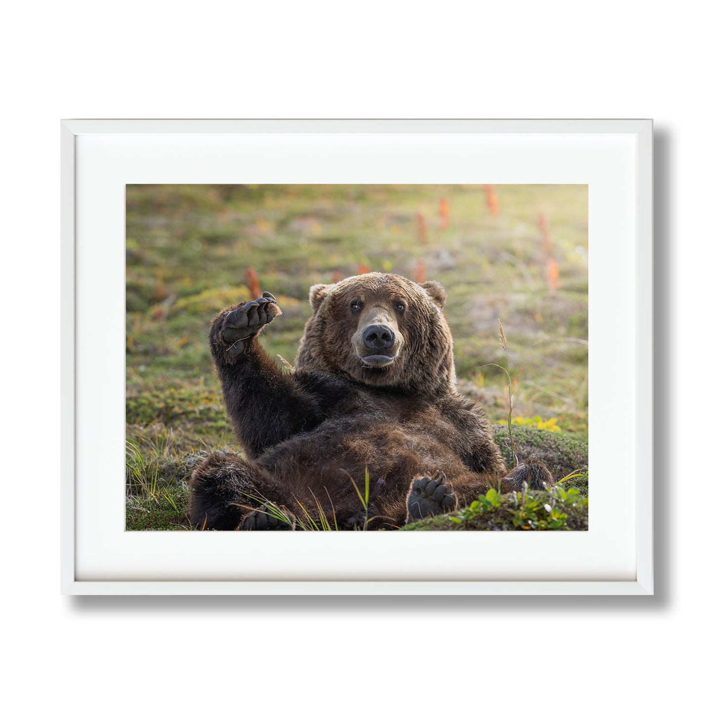KATMAI NAP