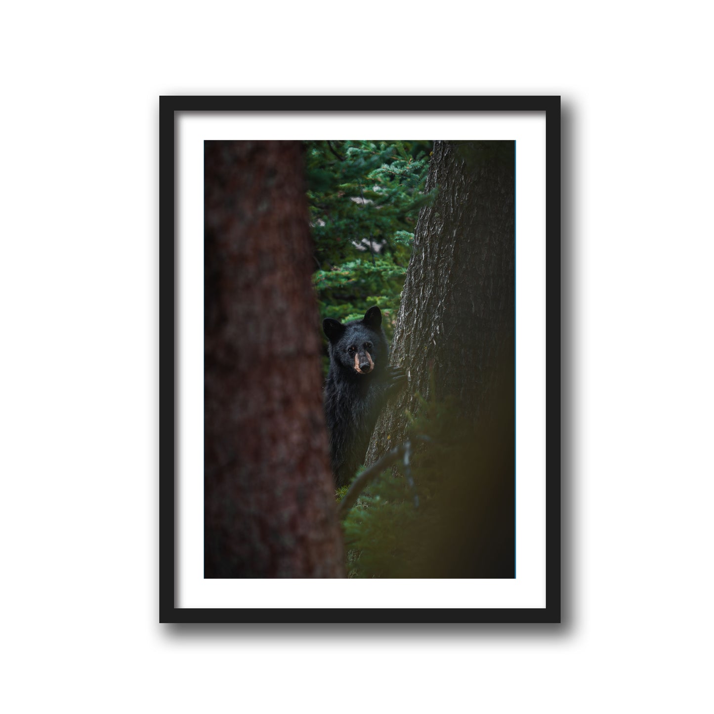 CUB GAZE