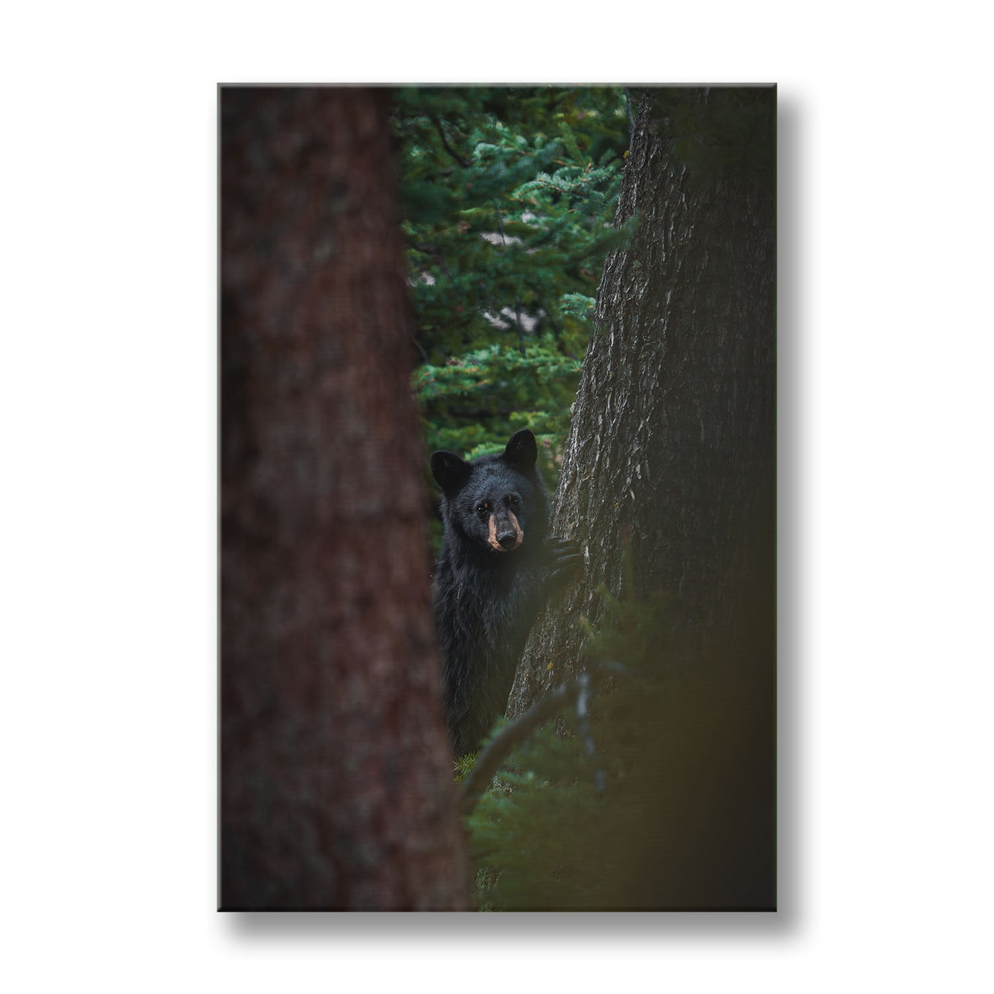 CUB GAZE