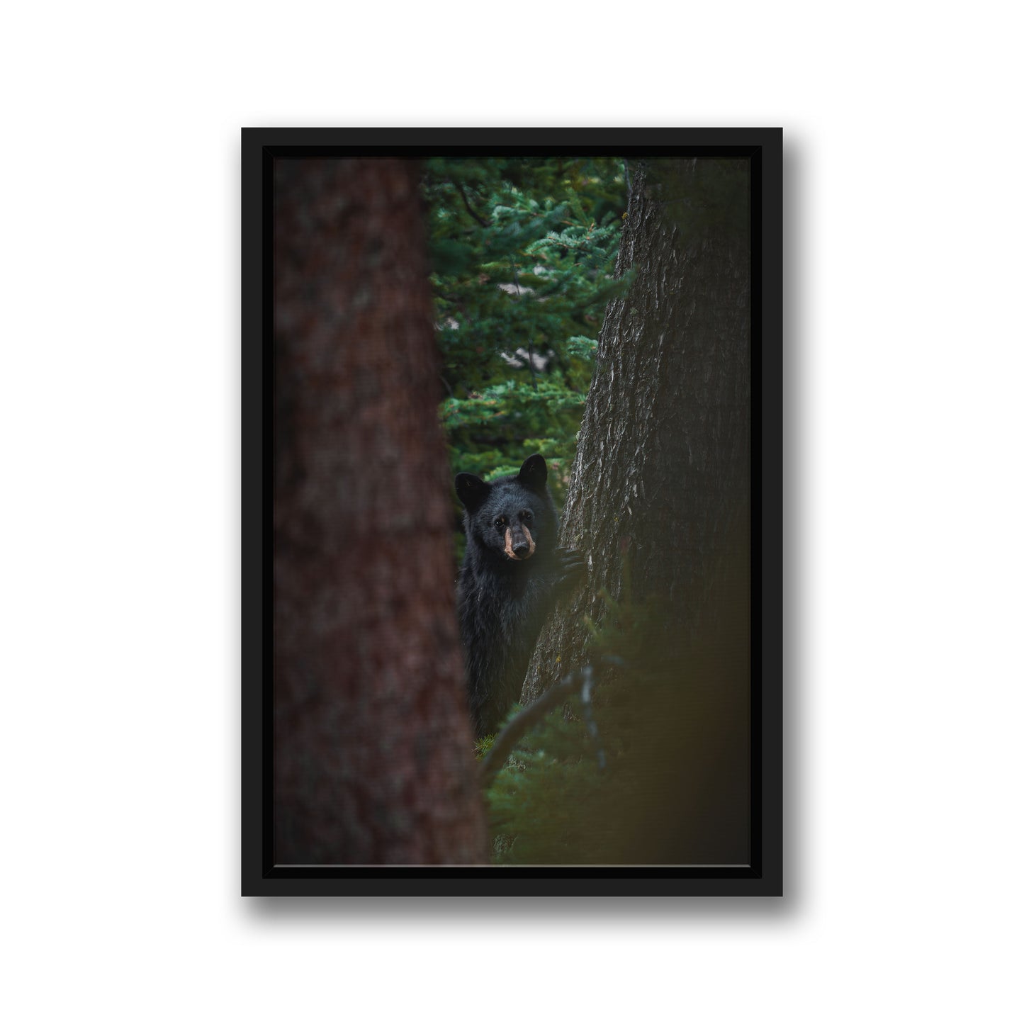 CUB GAZE