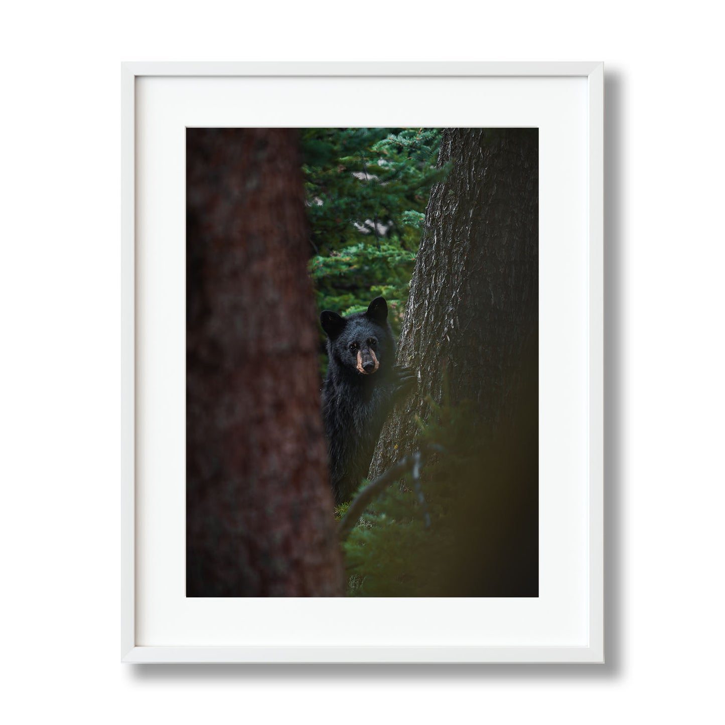 CUB GAZE