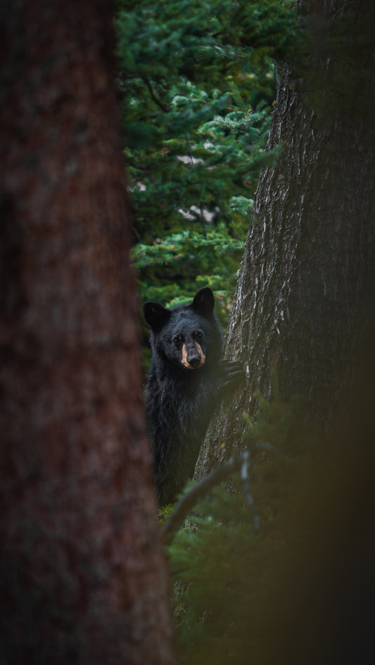 CUB GAZE