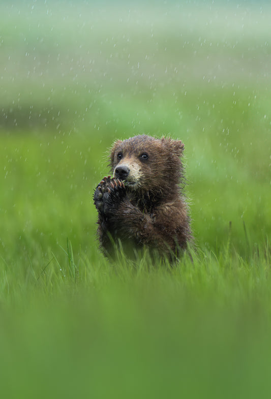 Caught in the Rain