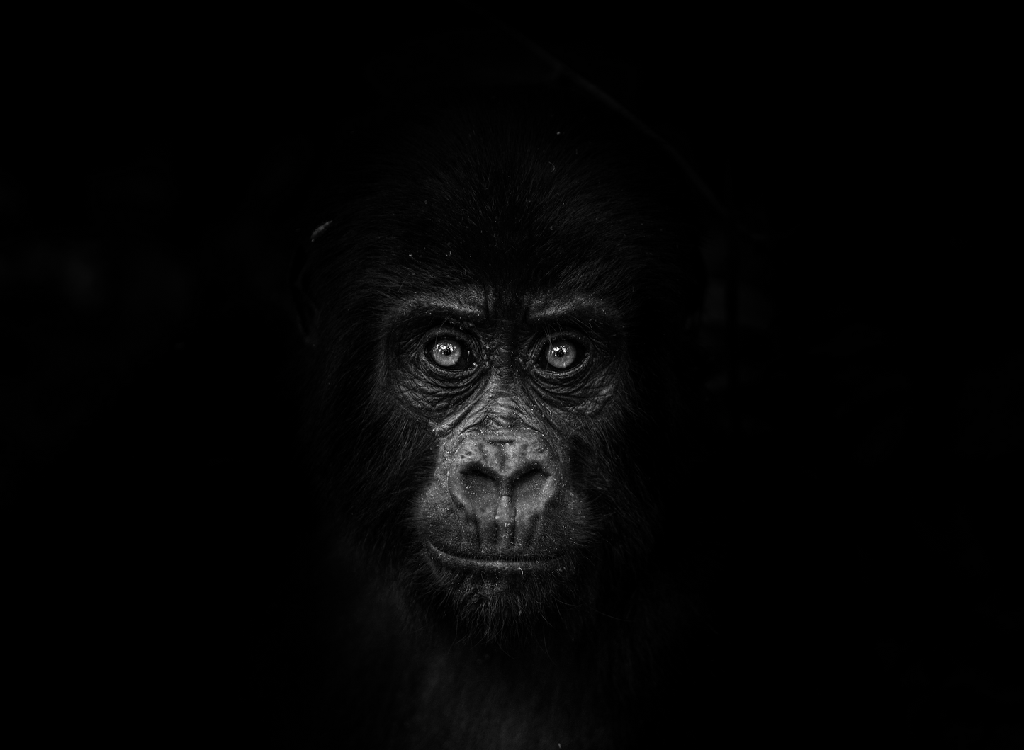 GORILLA