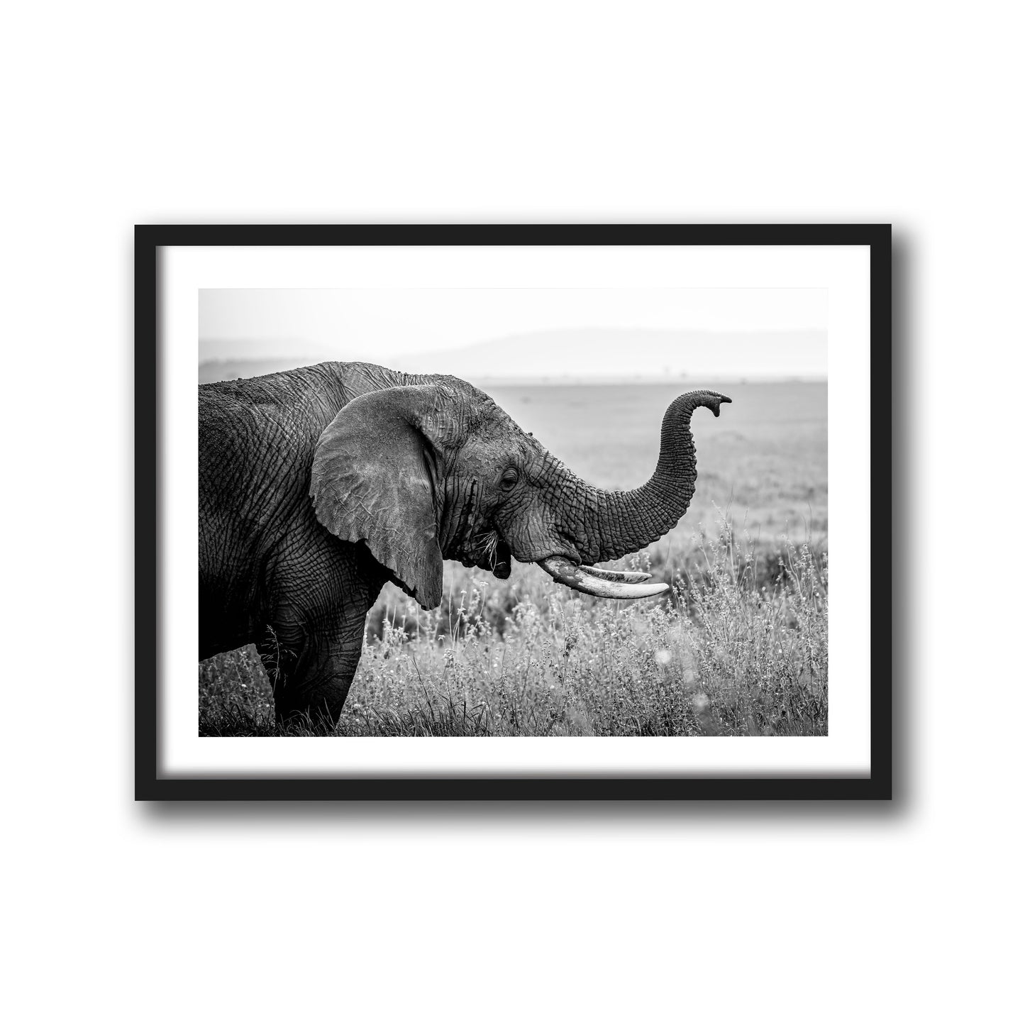IVORY