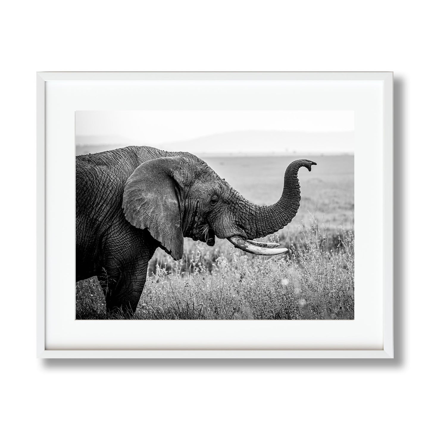 IVORY