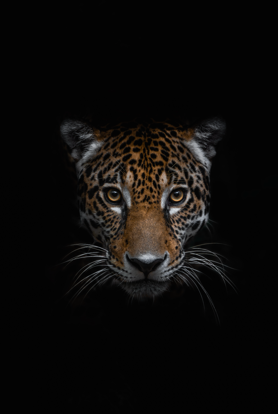 THE JAGUAR
