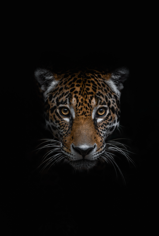 THE JAGUAR