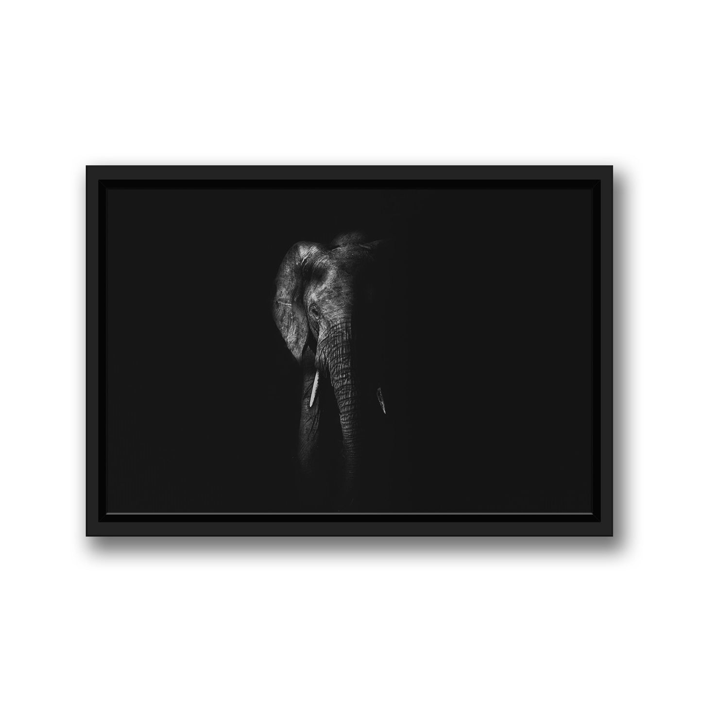 MATRIARCH SHADOWED