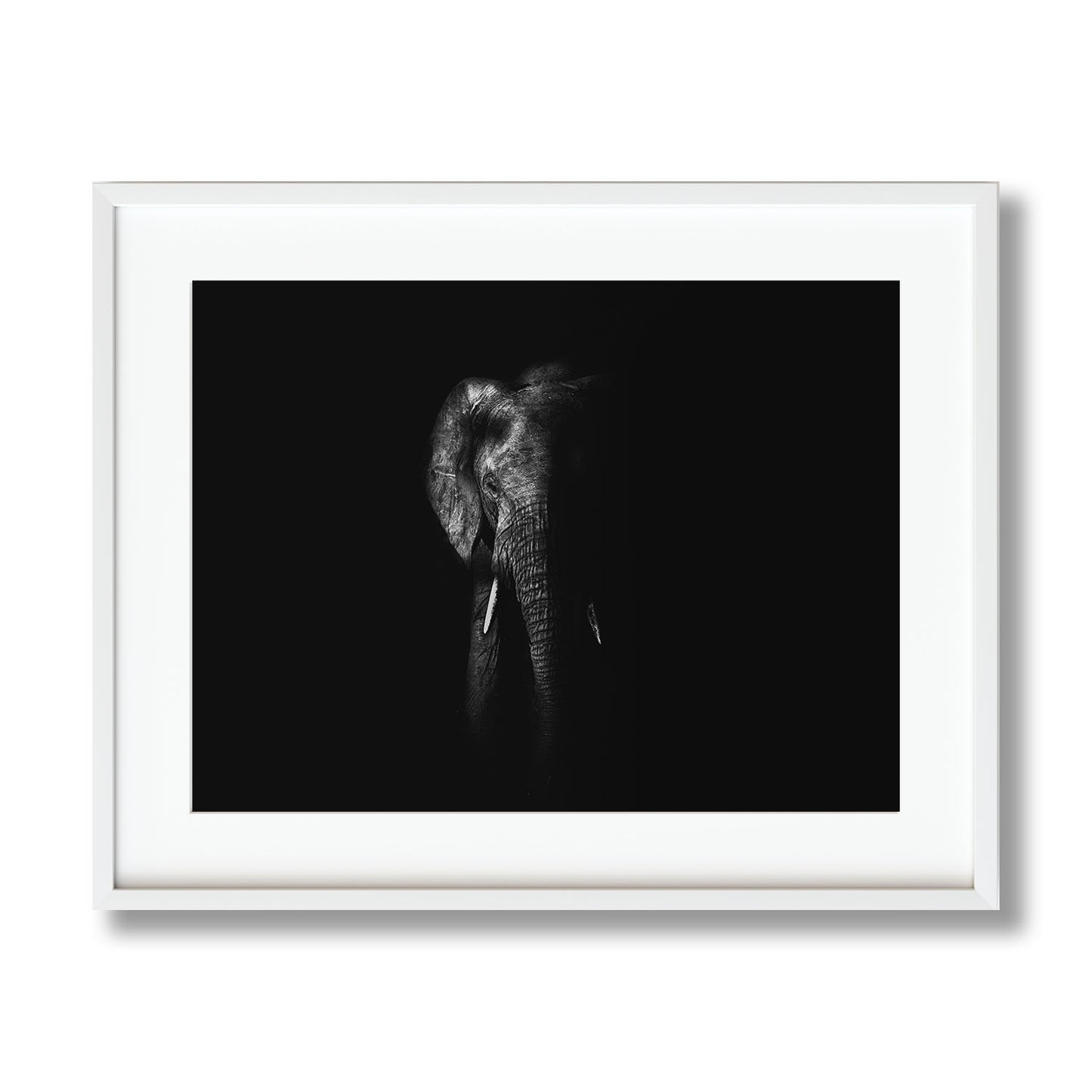 MATRIARCH SHADOWED