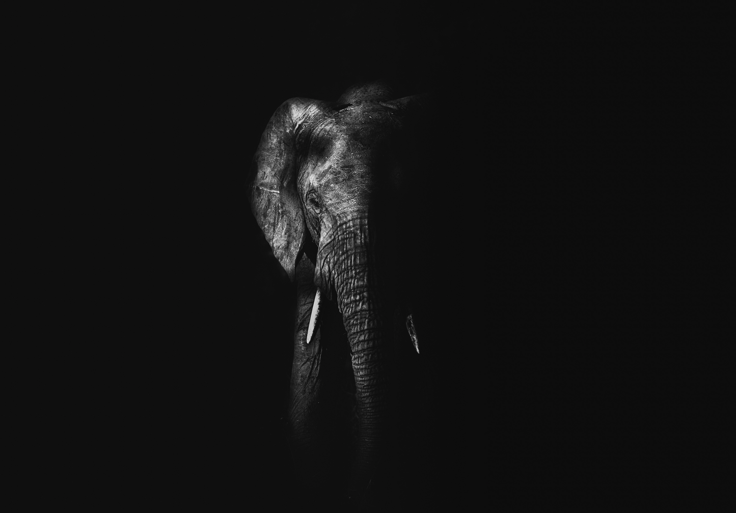 MATRIARCH SHADOWED