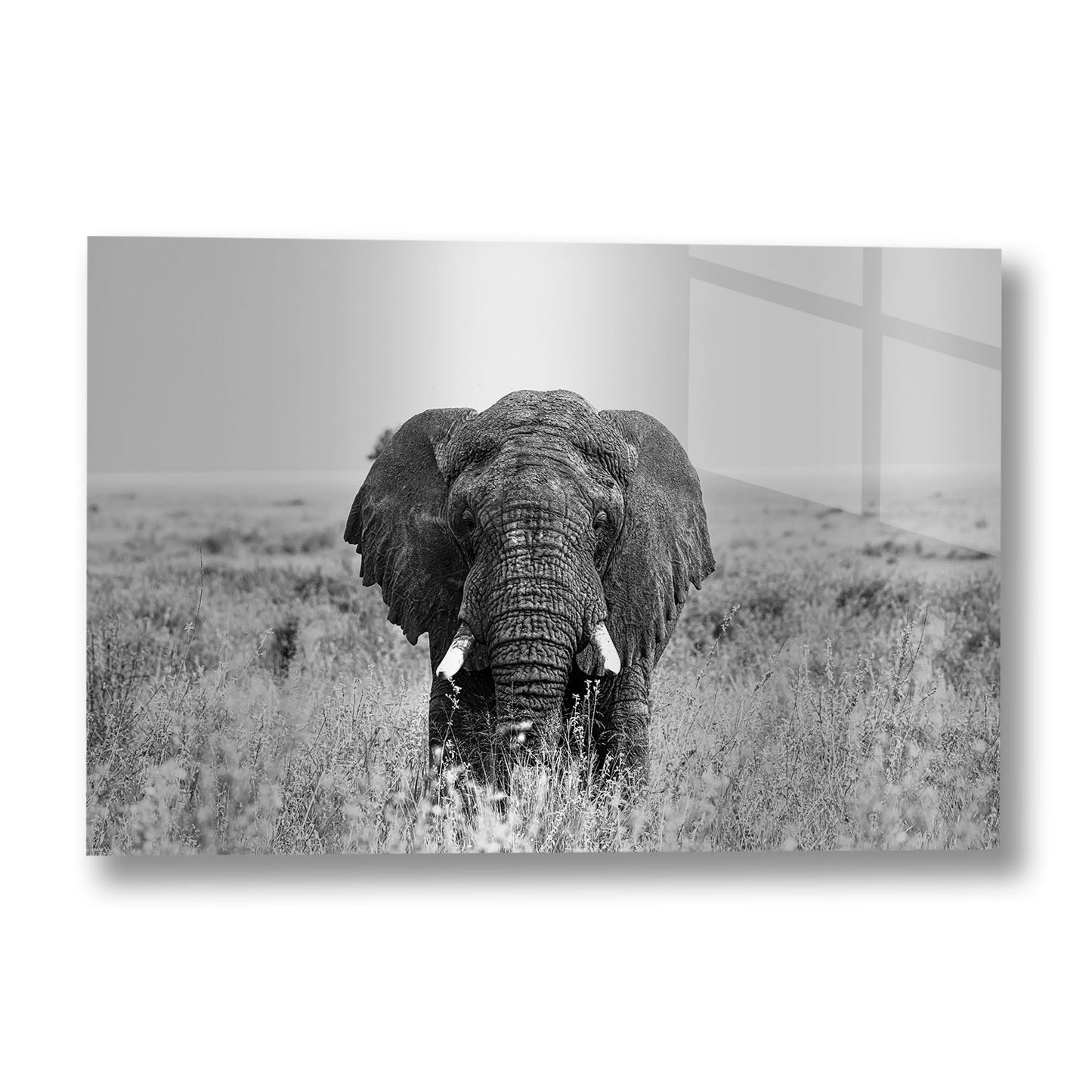 MATRIARCH WIDE
