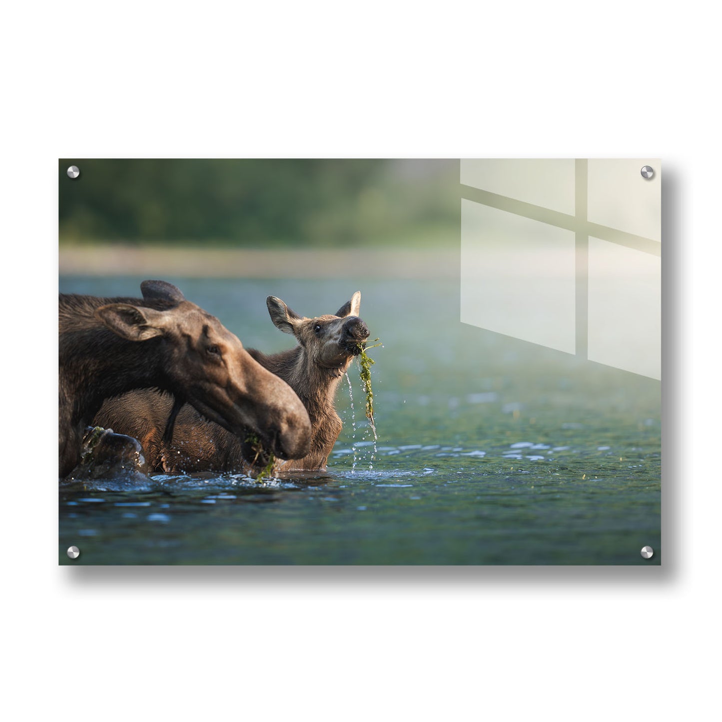 AQUATIC MOOSE