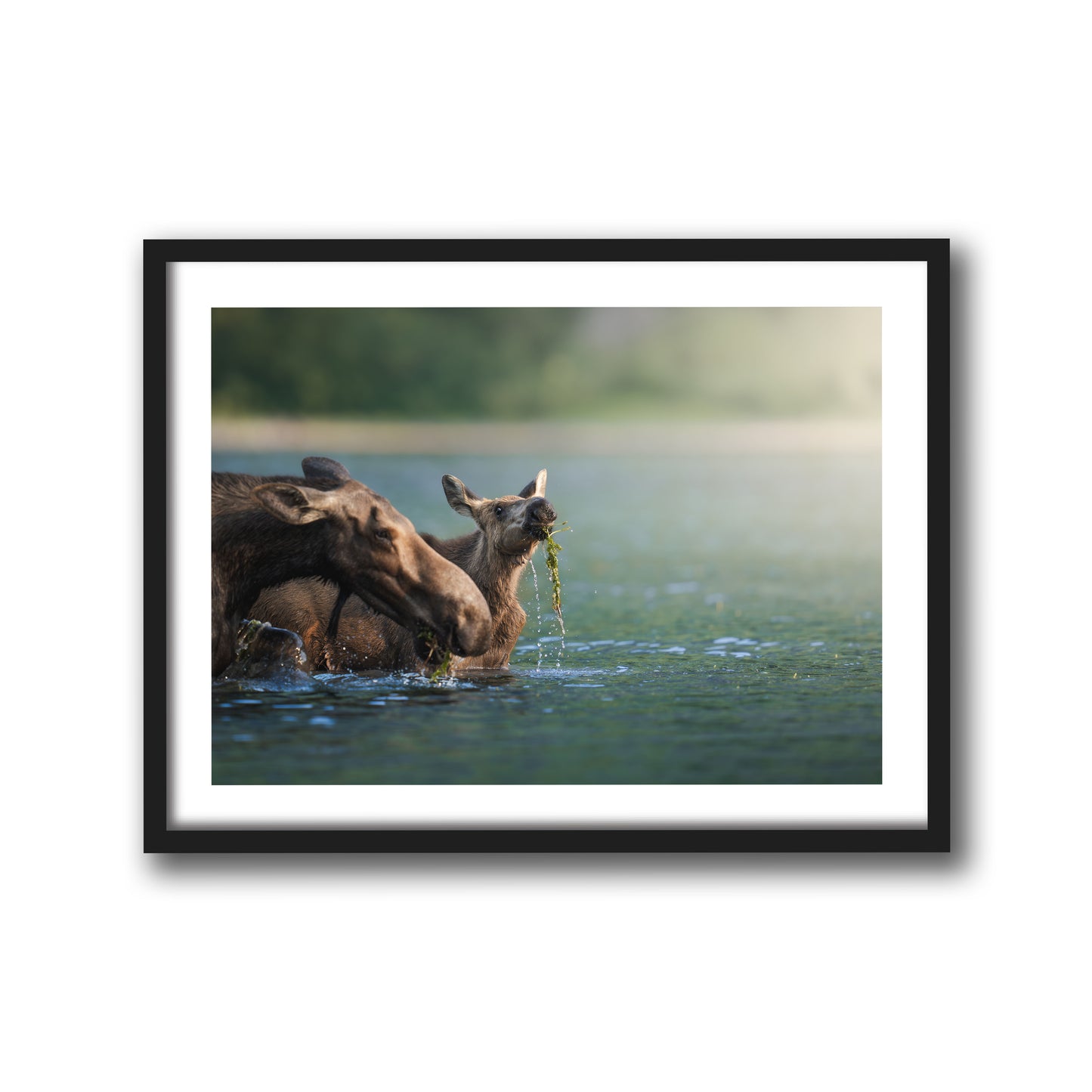 AQUATIC MOOSE