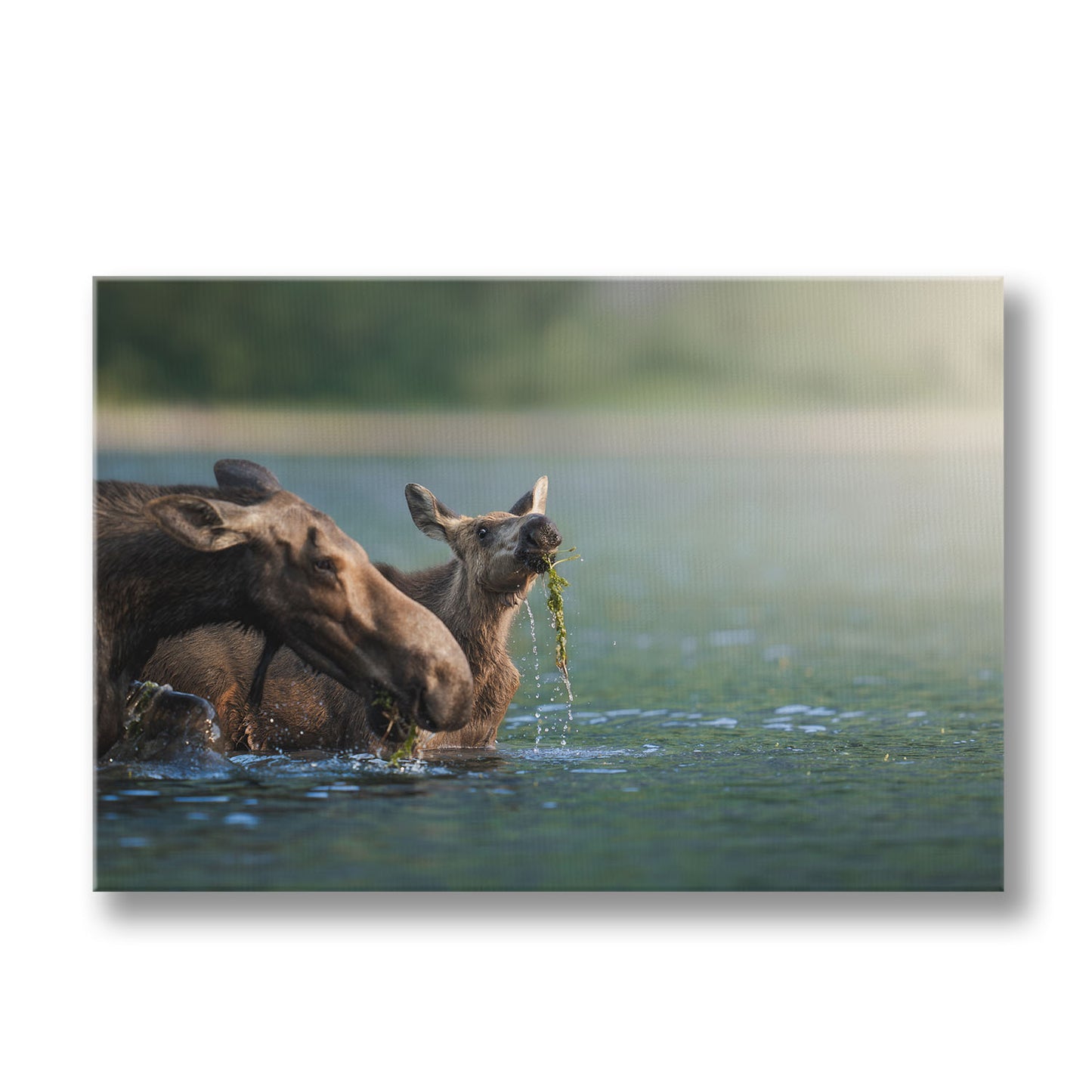 AQUATIC MOOSE