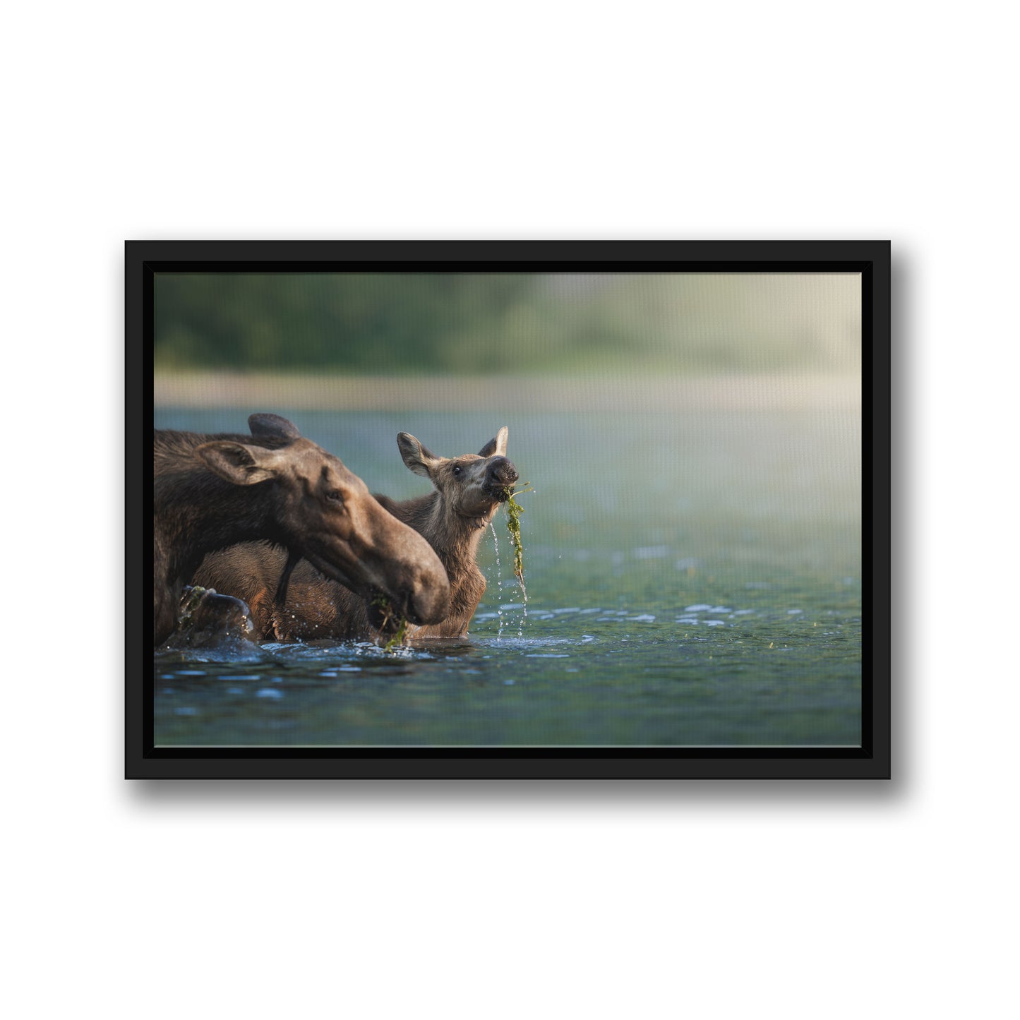 AQUATIC MOOSE