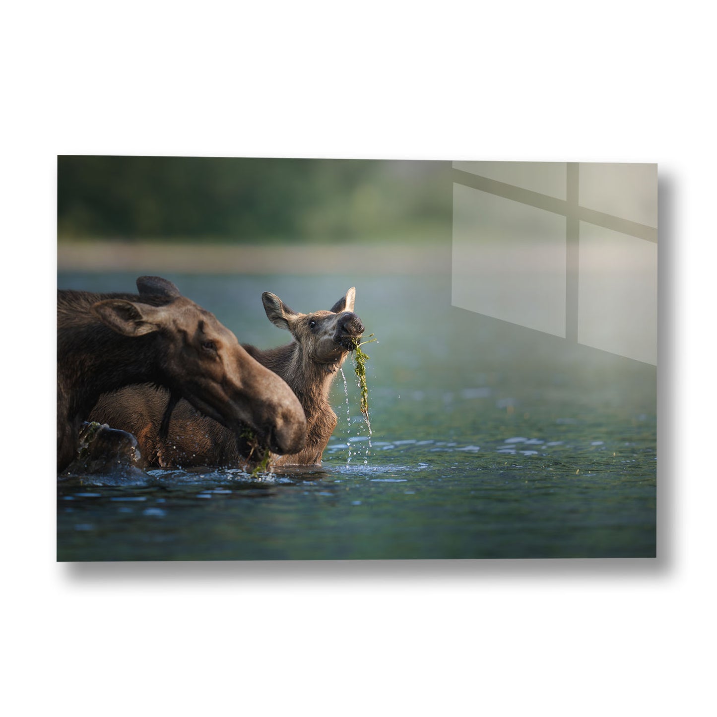 AQUATIC MOOSE