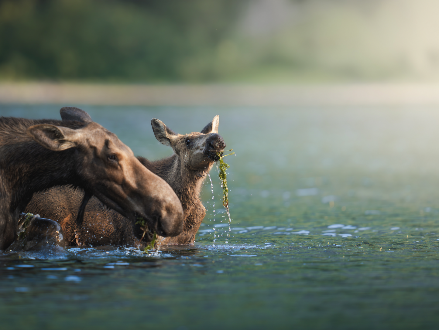 AQUATIC MOOSE