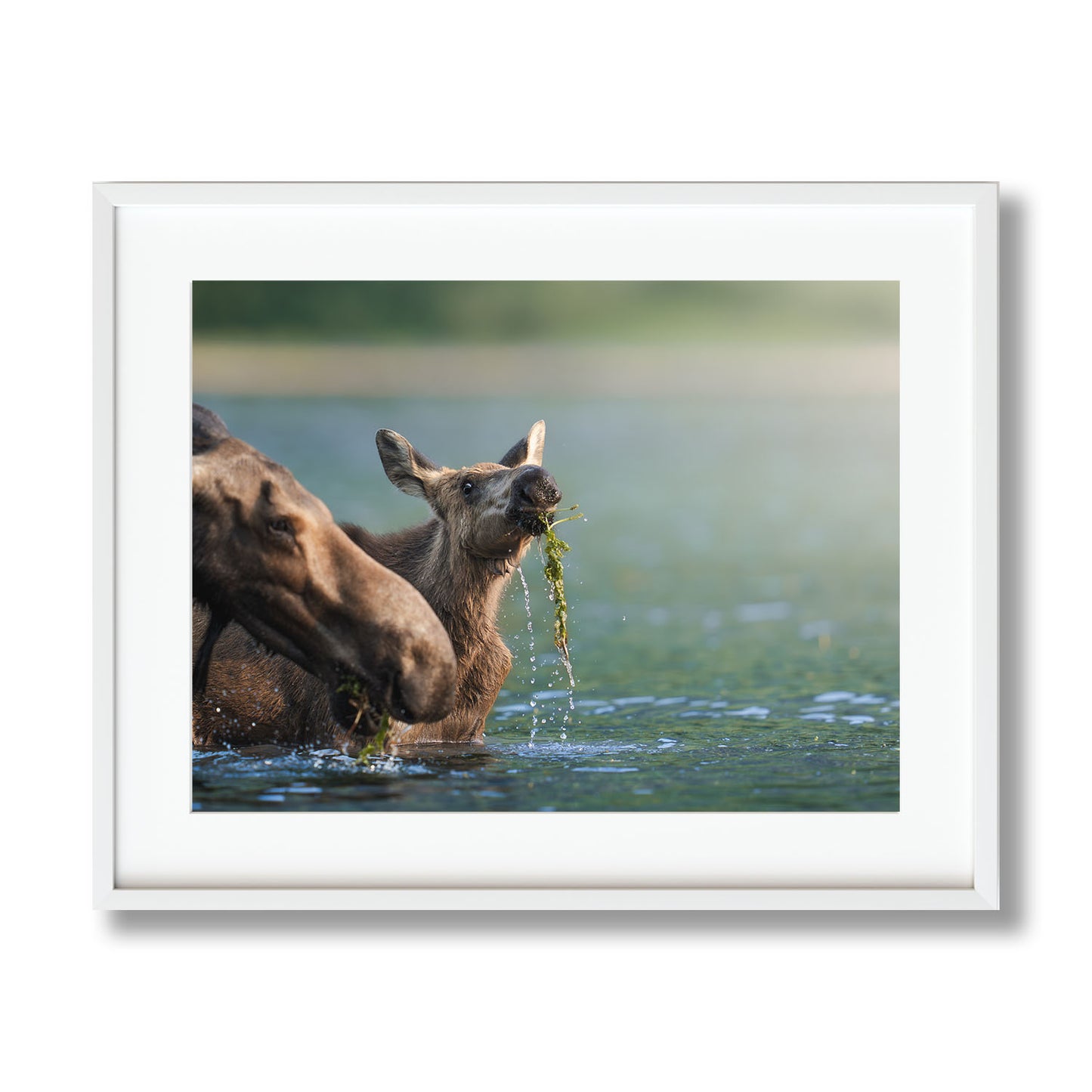 AQUATIC MOOSE