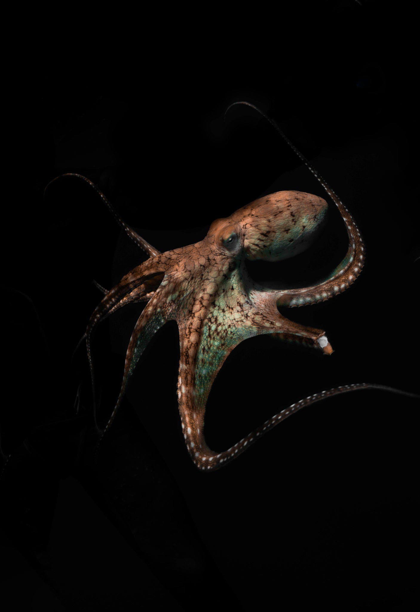 UNDERWATER ALIEN
