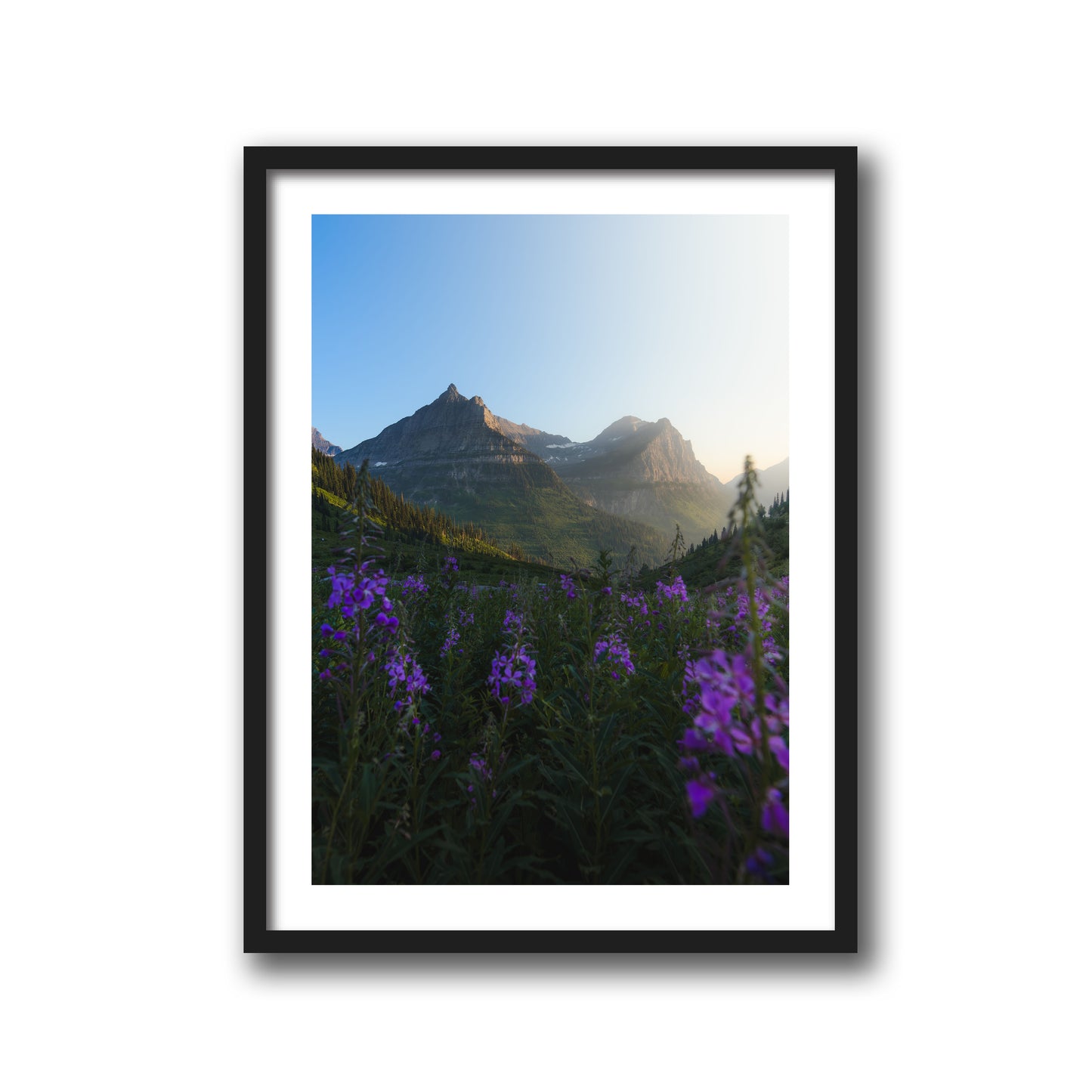 FIREWEED FIELD