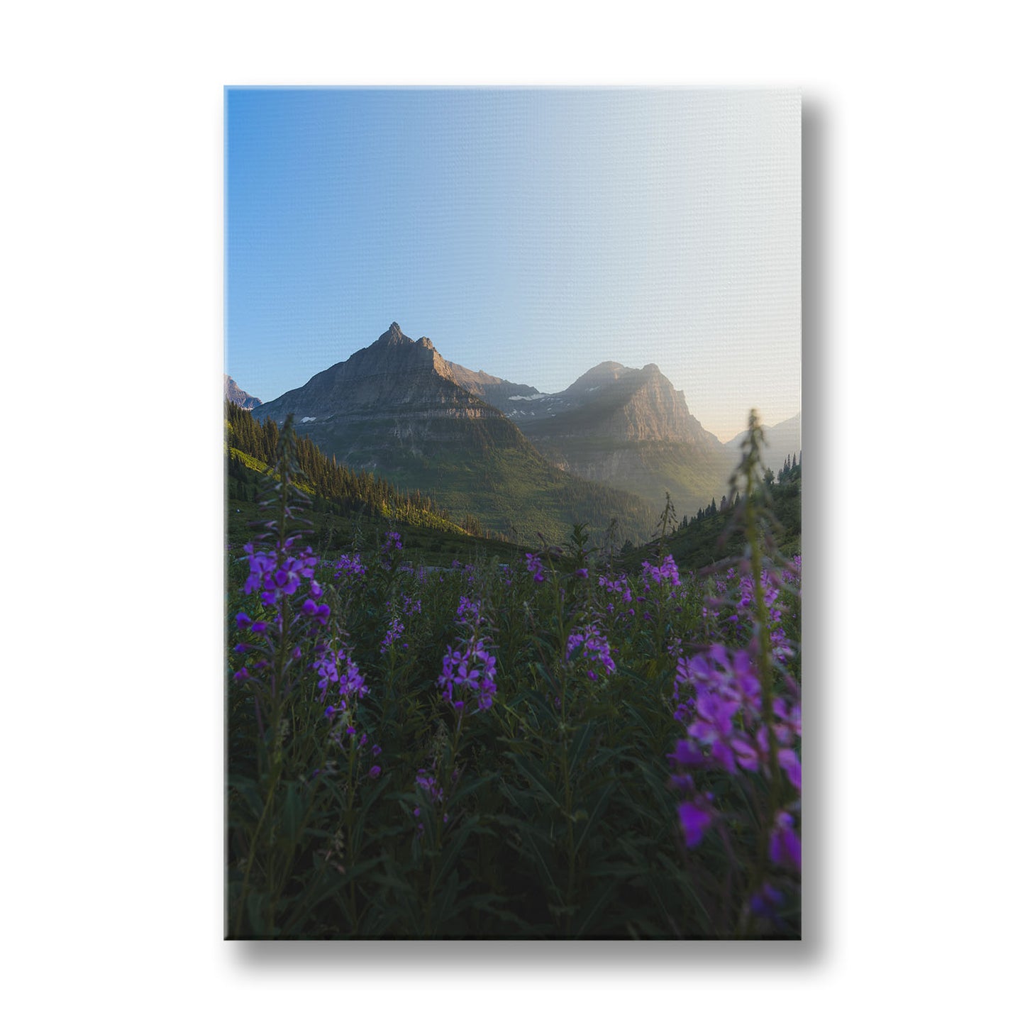 FIREWEED FIELD