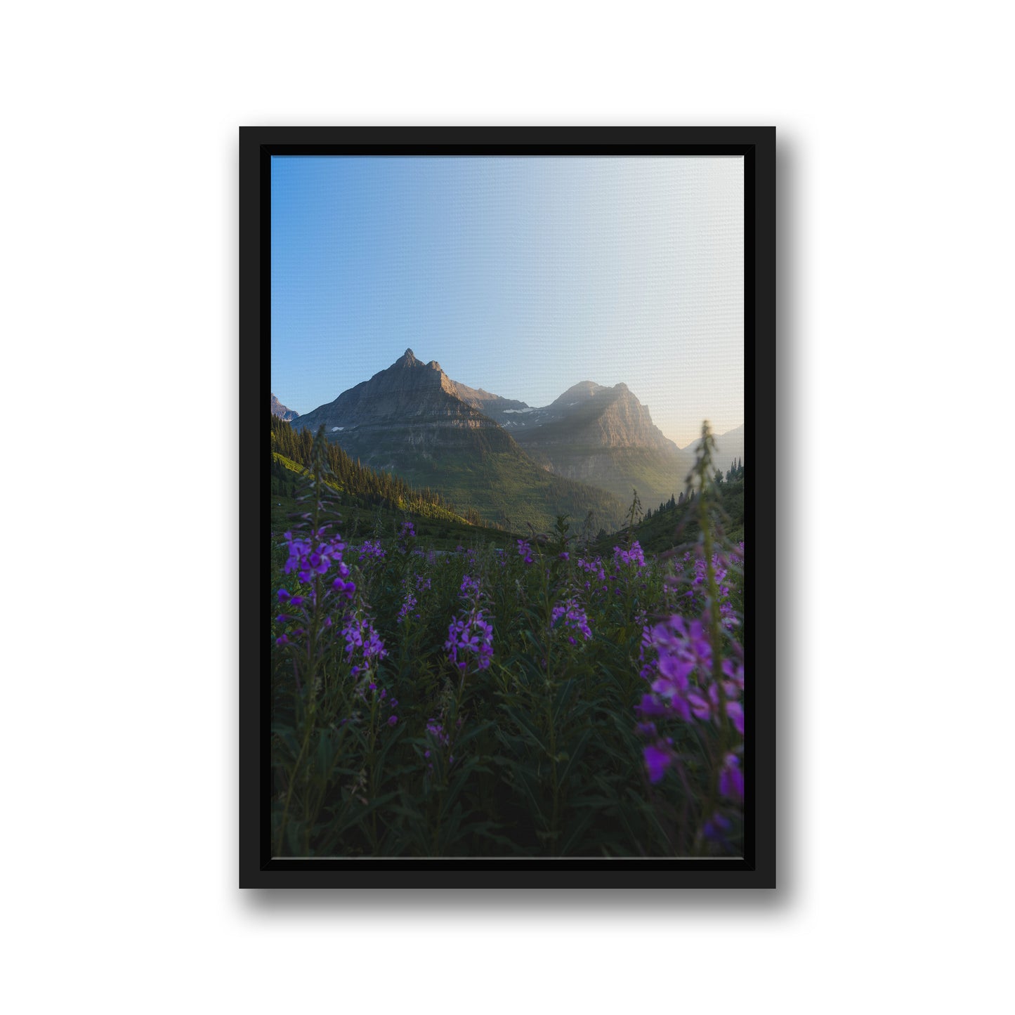 FIREWEED FIELD