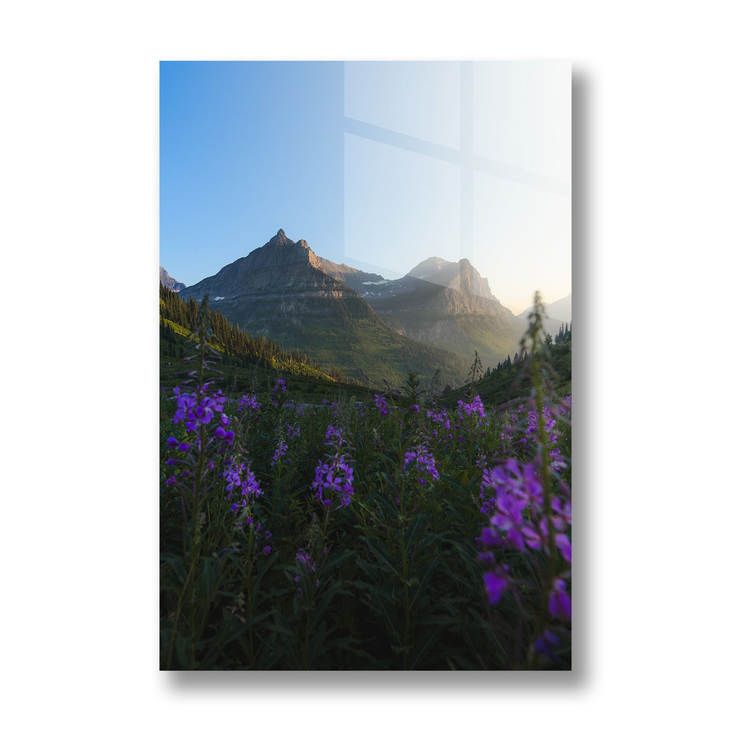 FIREWEED FIELD