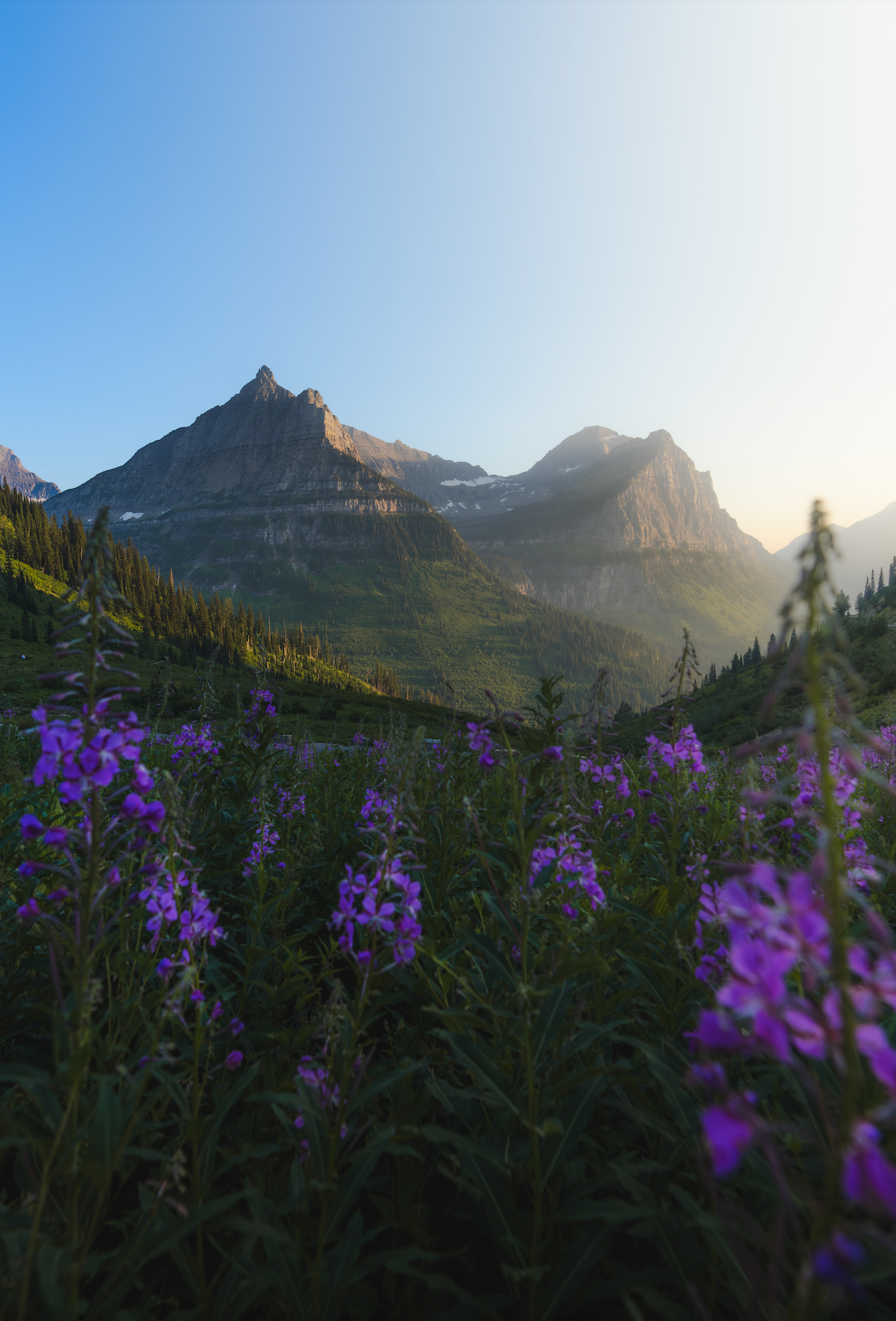 FIREWEED FIELD