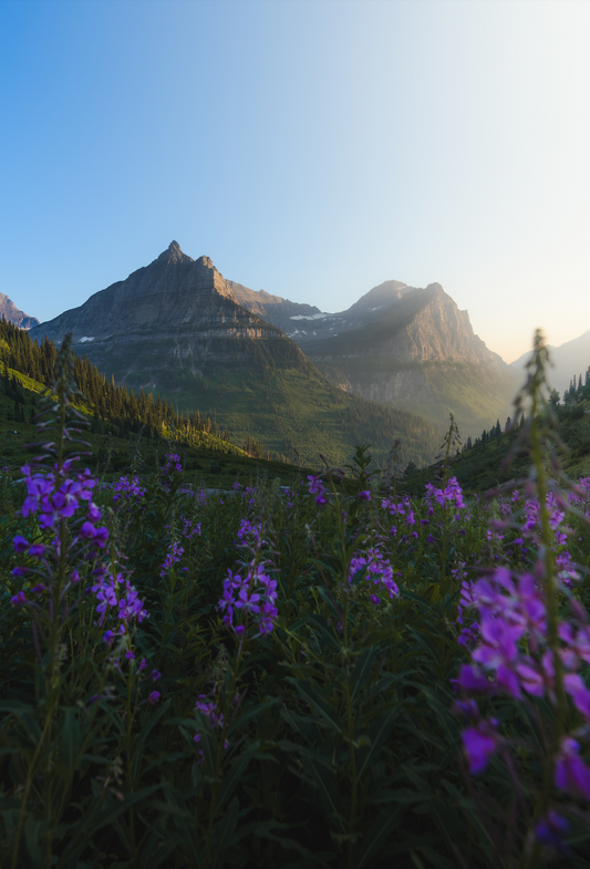 FIREWEED FIELD