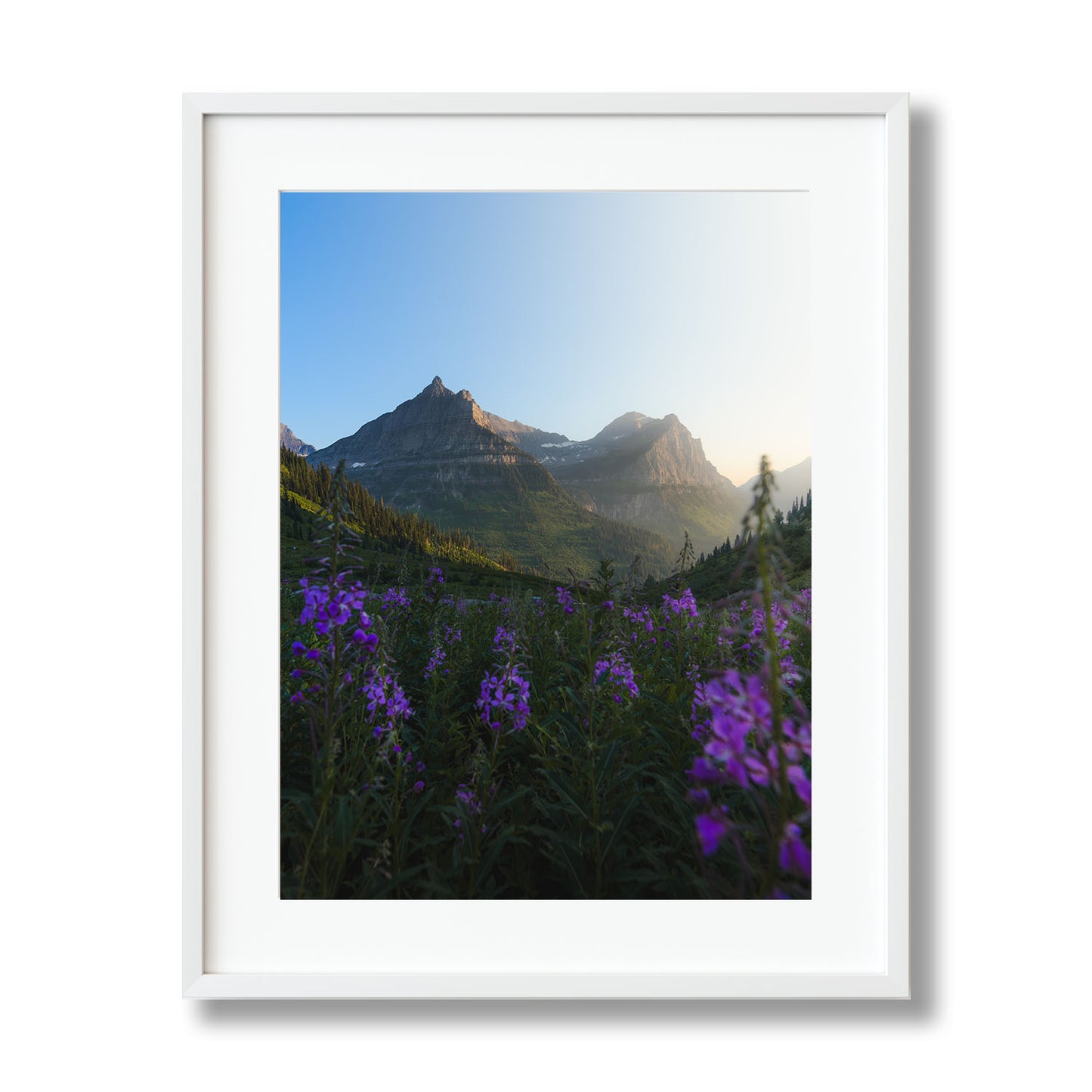 FIREWEED FIELD