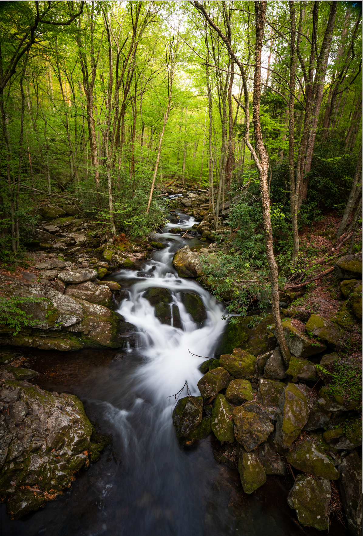 FOREST STREAM