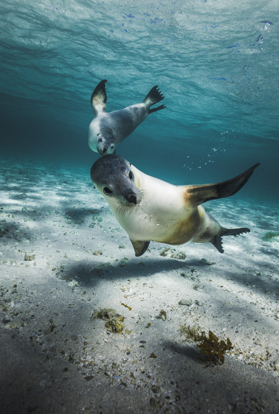 PLAYFUL SEALS