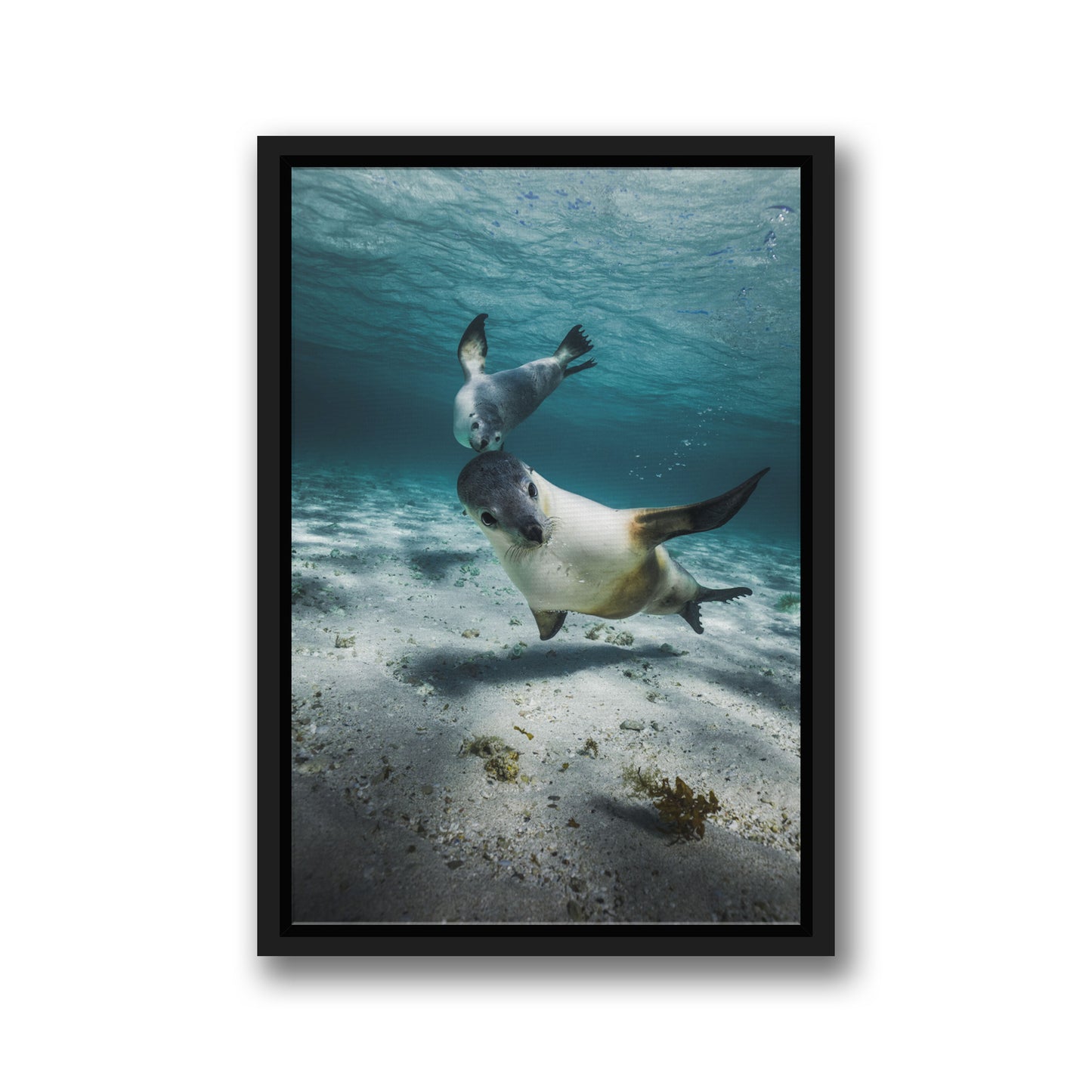 PLAYFUL SEALS