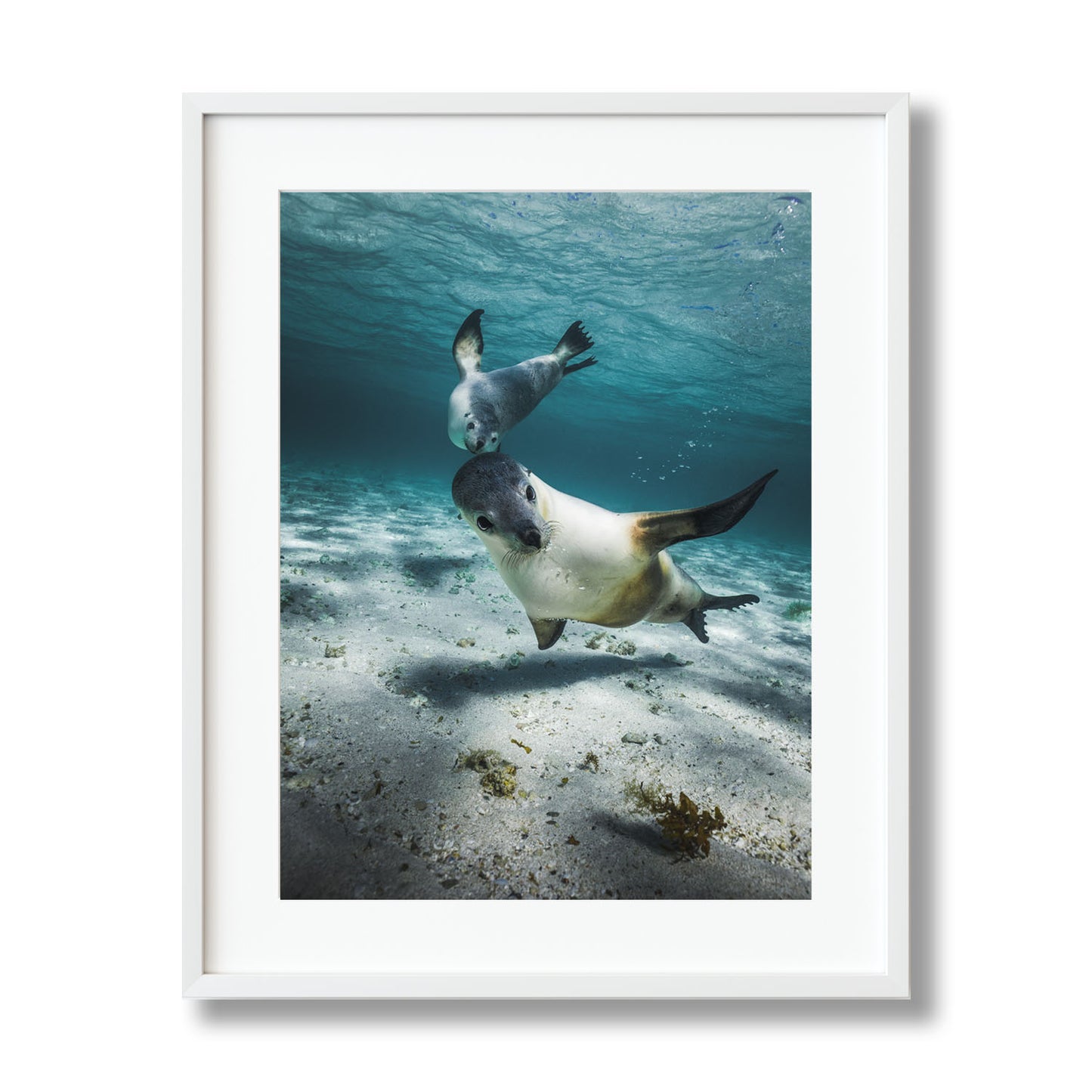 PLAYFUL SEALS