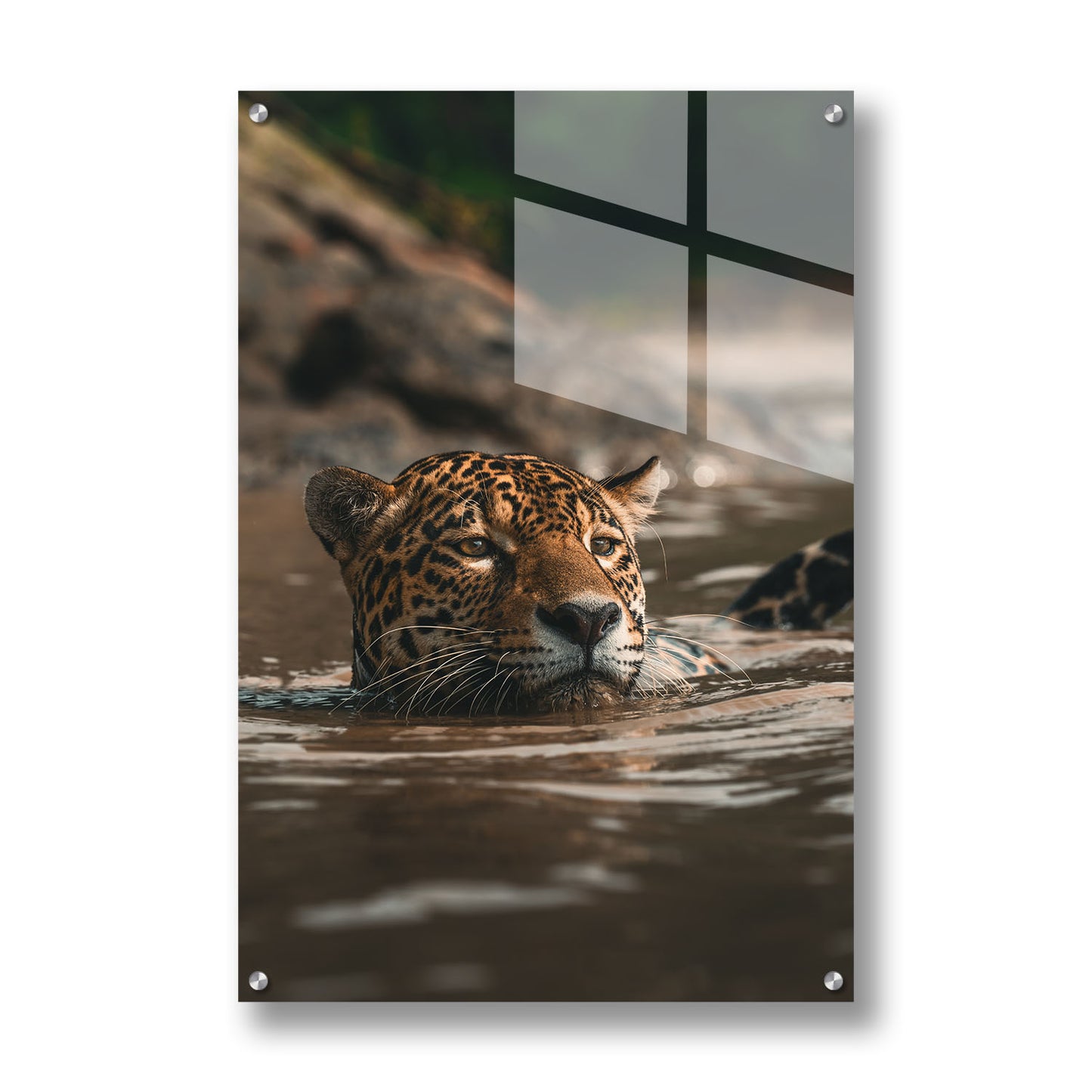 SWIMMING JAGUAR