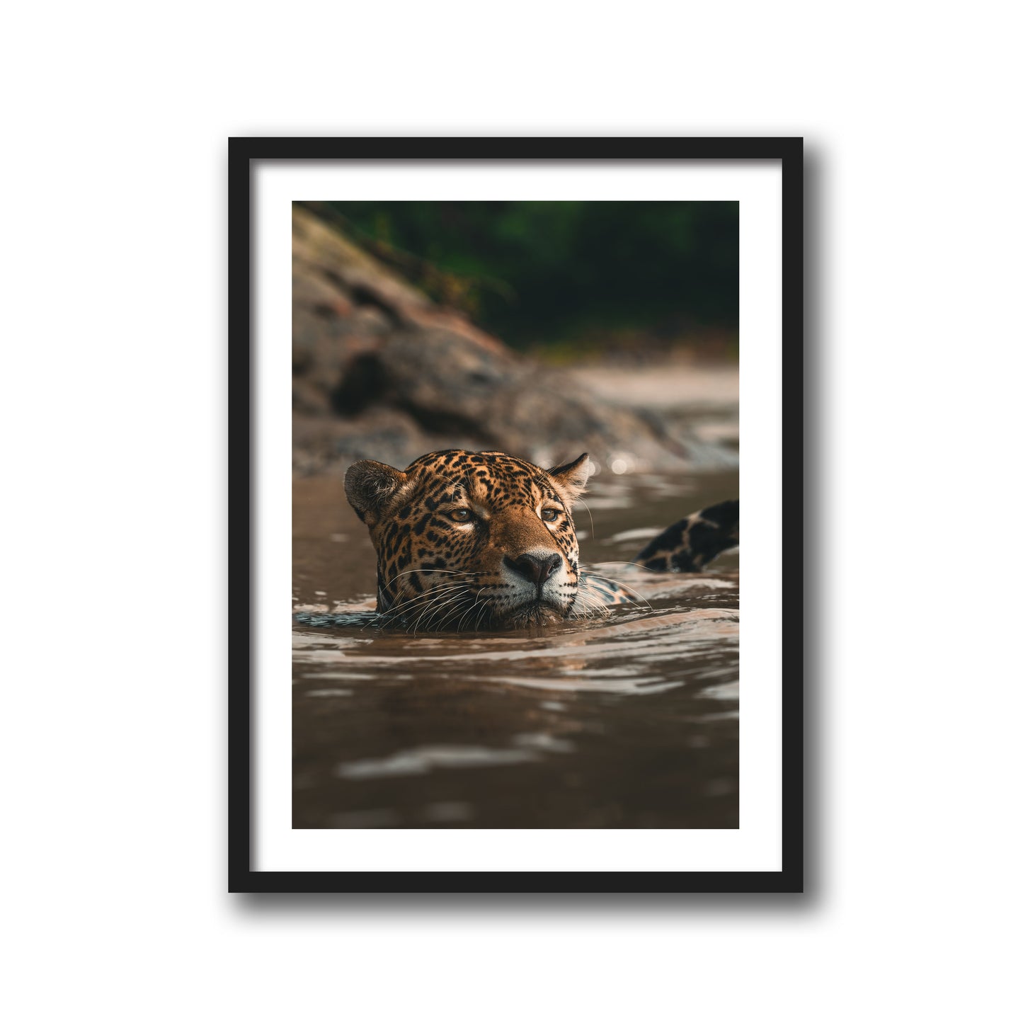 SWIMMING JAGUAR