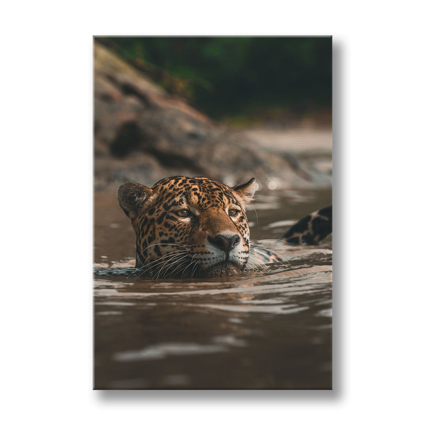 SWIMMING JAGUAR