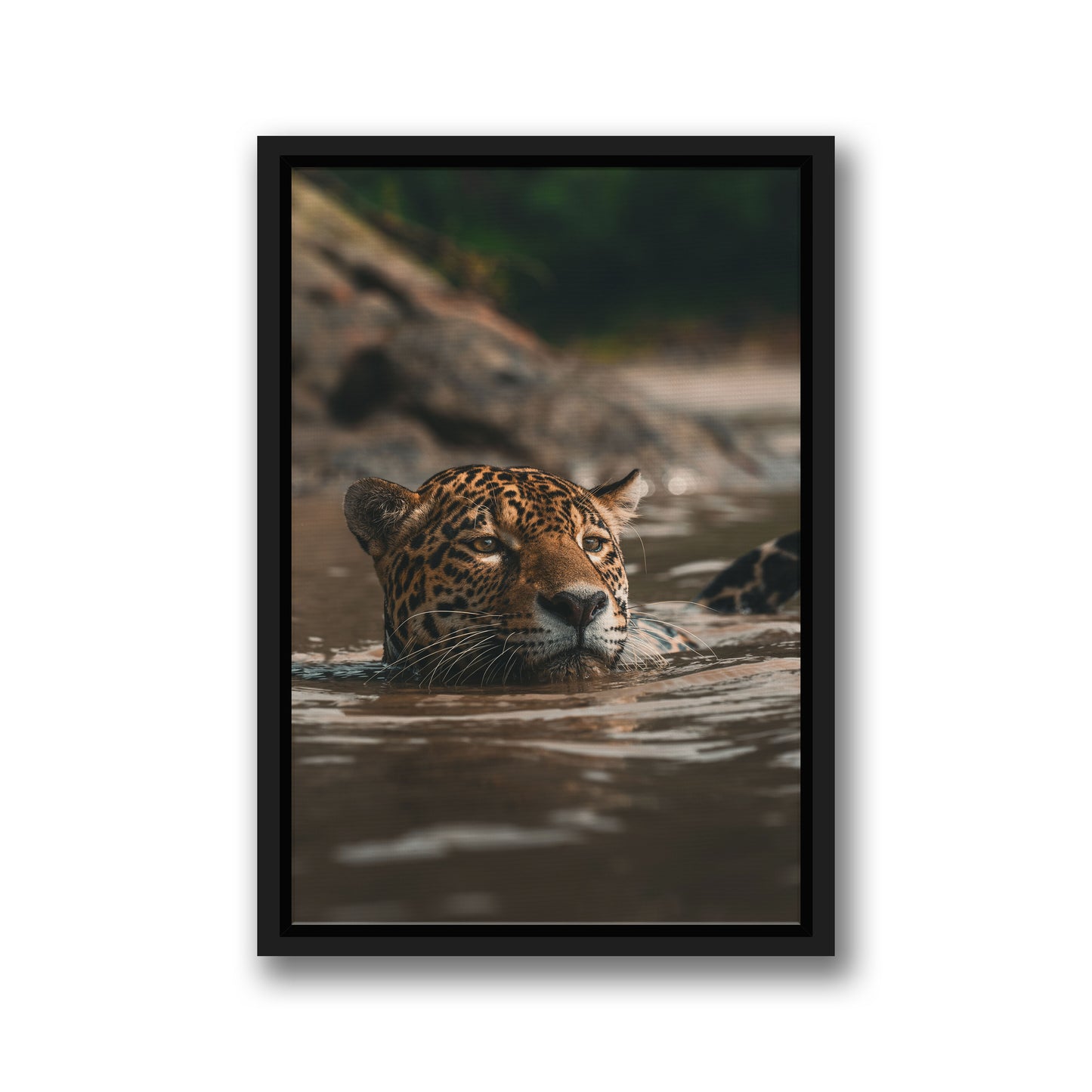 SWIMMING JAGUAR