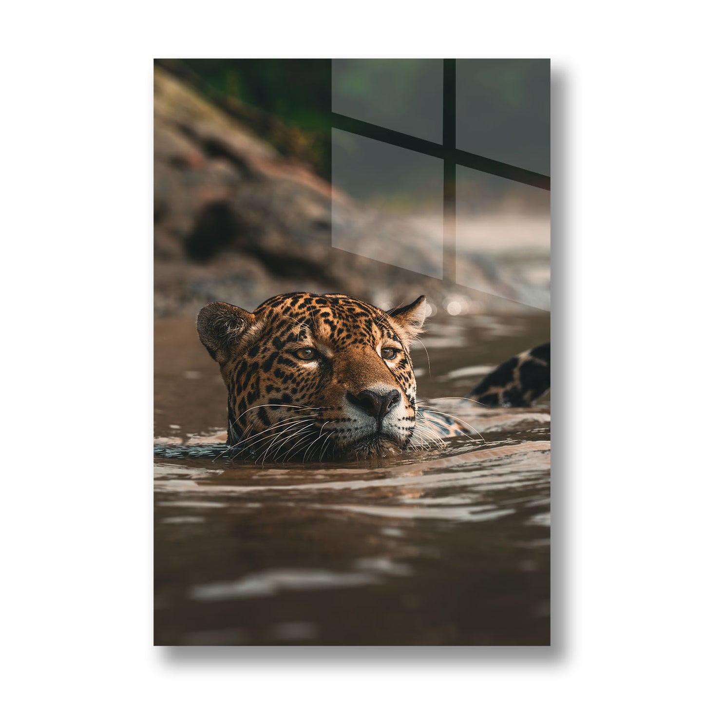 SWIMMING JAGUAR