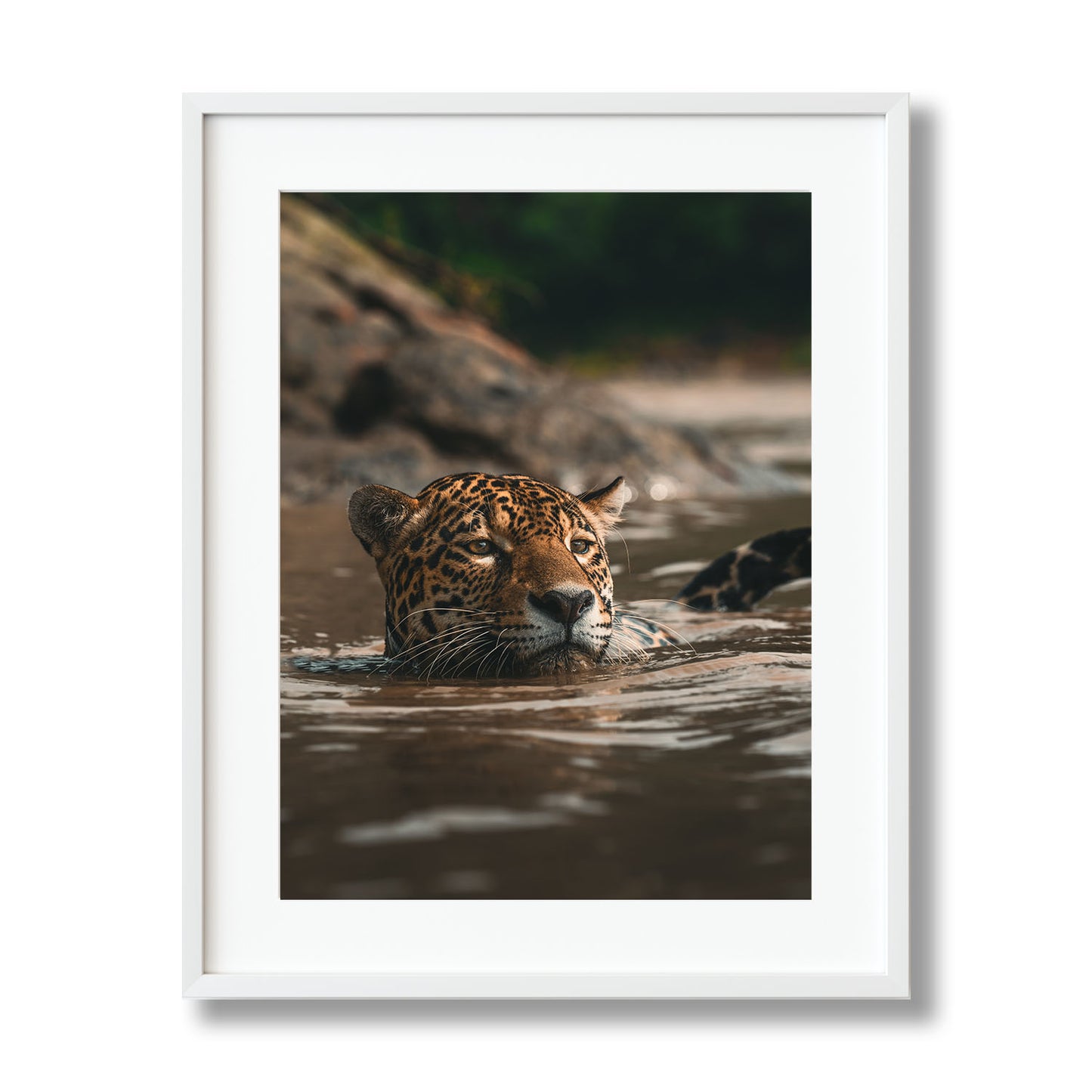 SWIMMING JAGUAR