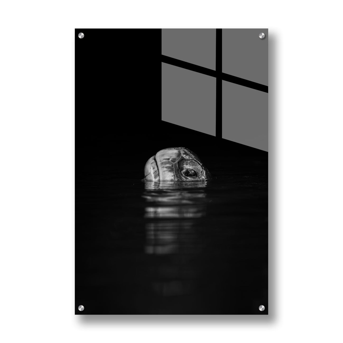 Turtle Reflection