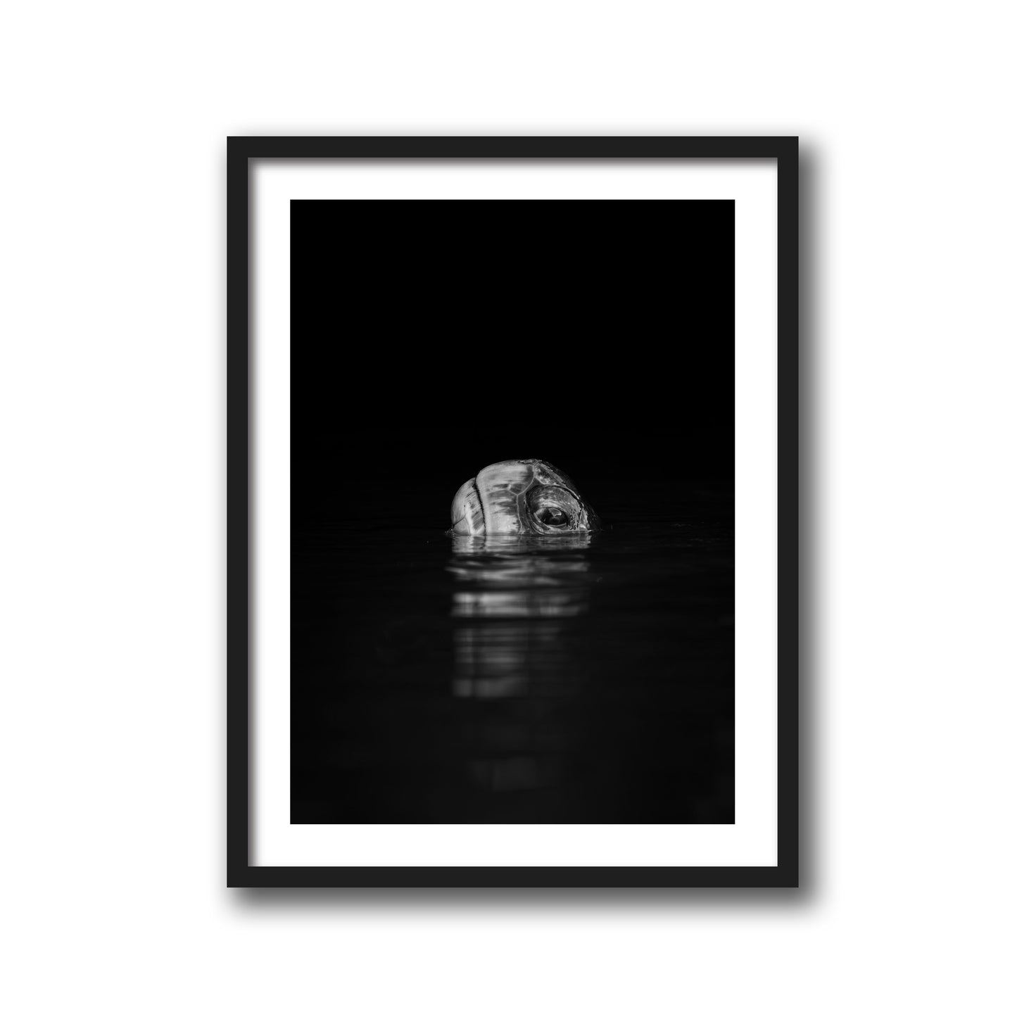 Turtle Reflection