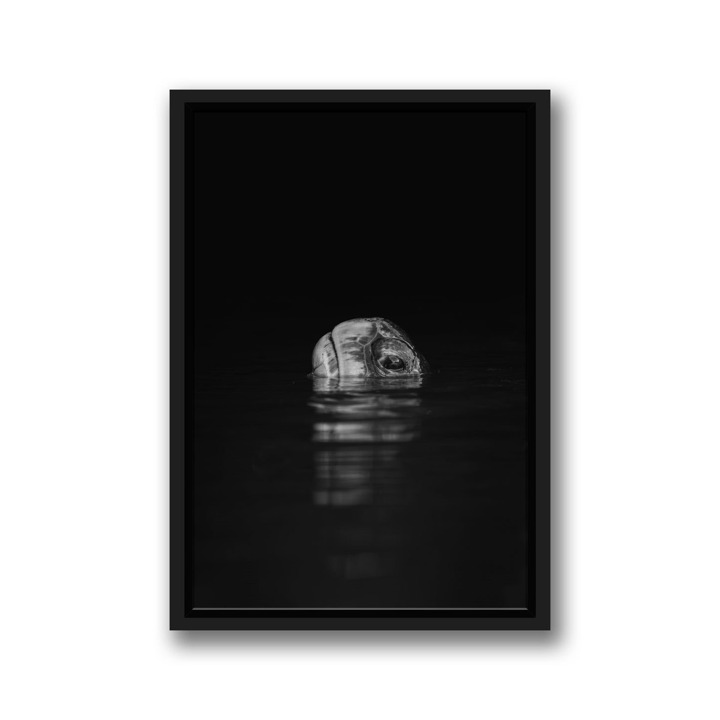 Turtle Reflection